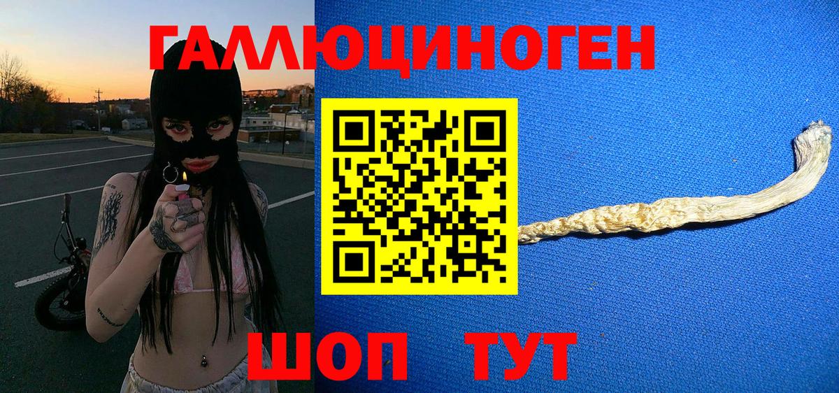 Псилоцибиновые грибы Psilocybe Осинники